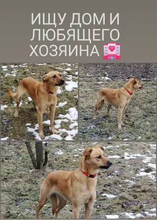 Найдена собака в Солигорске — Вся Минская область и Минск (поможем с доставкой).
