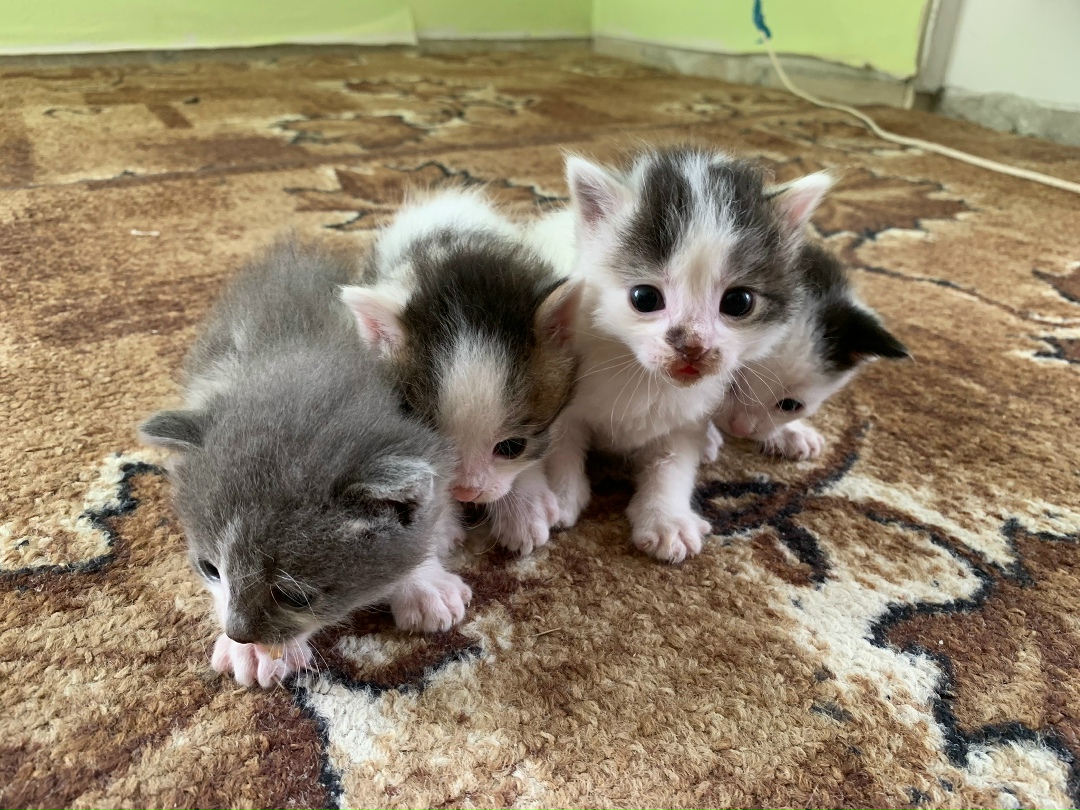 Найденная кошка в Солигорске: СРОЧНО!!! Найдена кошка в Солигорске — СРОЧНО!!!