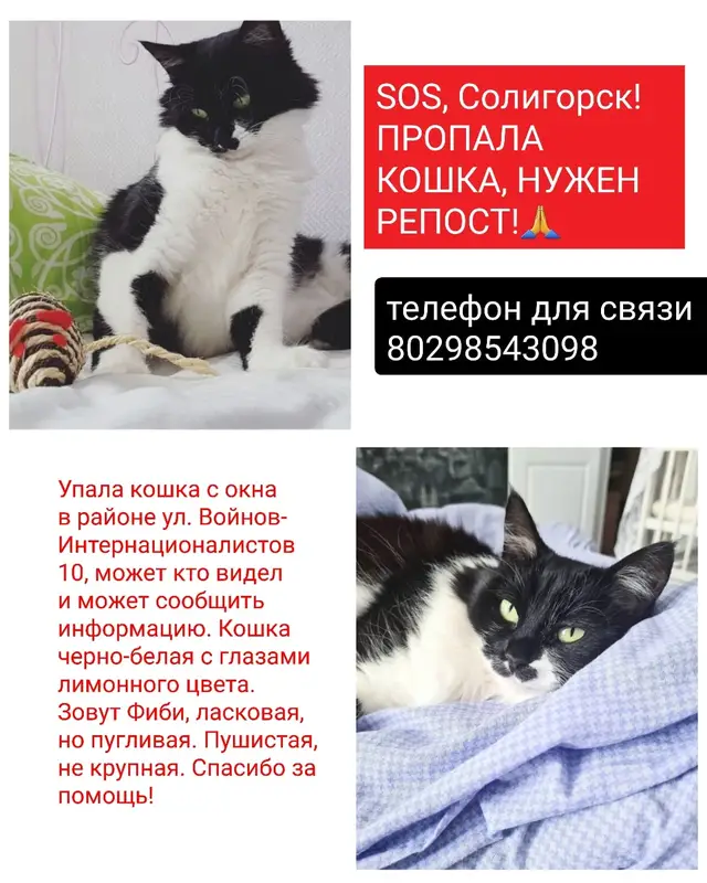 Найдена кошка в Солигорске — фото объявления