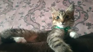 Пропала кошка в Солигорске — Сегодня ночью пропала кошка, 4 месяца. На шее оранжевый ошейник от блох в районе парковой. Если…