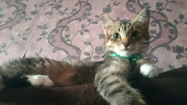 Пропала кошка в Солигорске — Сегодня ночью пропала кошка, 4 месяца. На шее оранжевый ошейник от блох в районе парковой. Если…