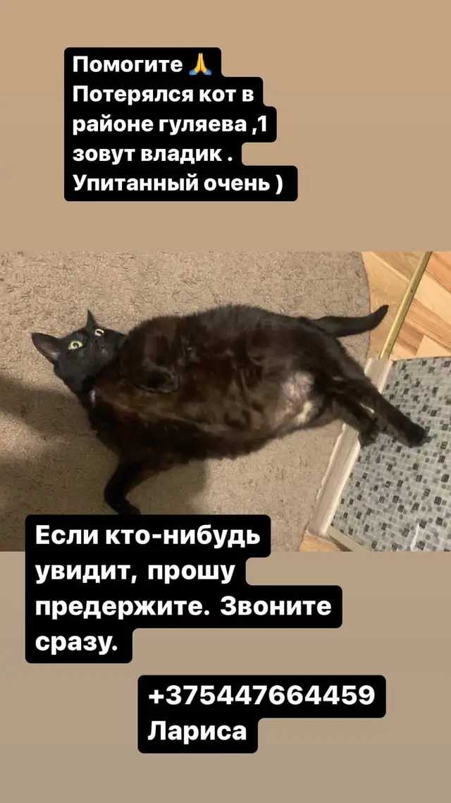 Пропала кошка в Солигорске — Солигорск, Гуляева,1