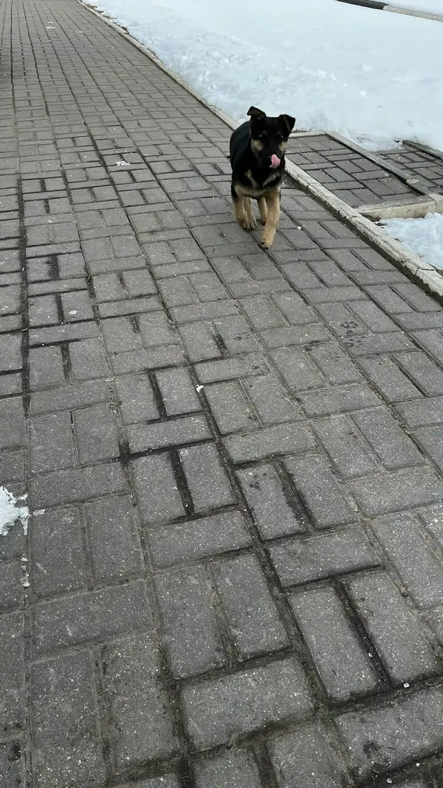 Найдена собака в Солигорске — Маленький щенок ищет дом, бегает возле МРЭО ГАИ, очень игривый, хорошо идет к рукам