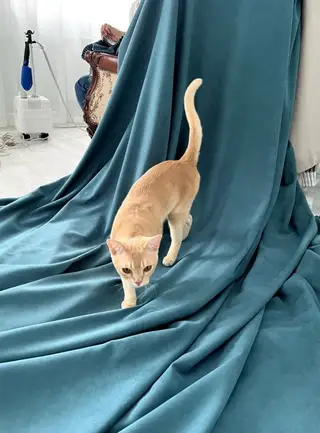 Пропала кошка в Солигорске — Добрый день!