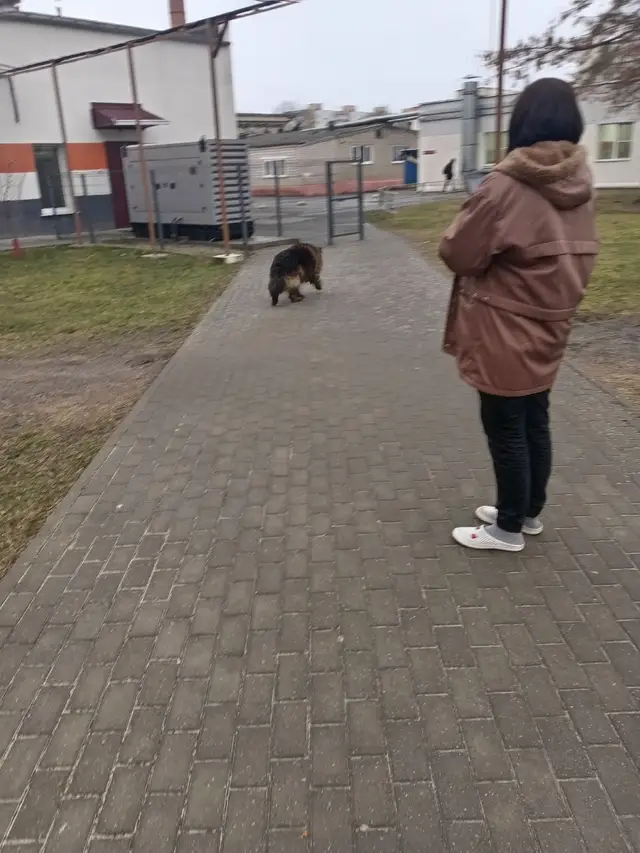 Найдена собака в Солигорске — В районе црб, замечен пес. Кажется, потерялся! Ул. Коржа. Ошейник на месте. Добряк.