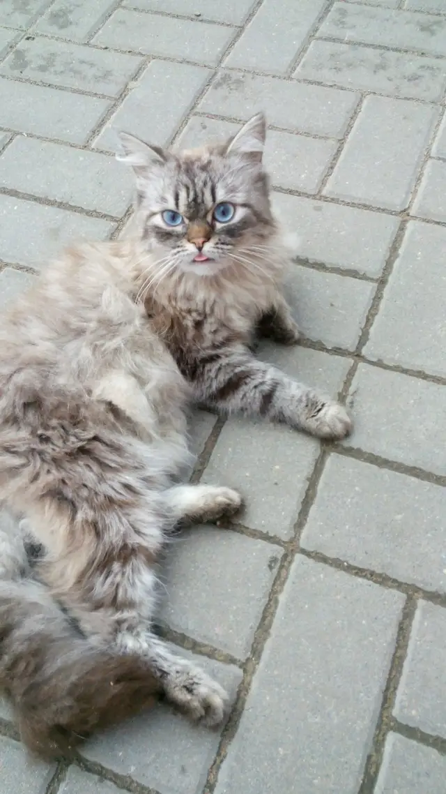 Найдена кошка в Жлобине — может кто потерял котика? видно что ухоженный, очень красивый голубоглазый кот, ласковый...бегает на…
