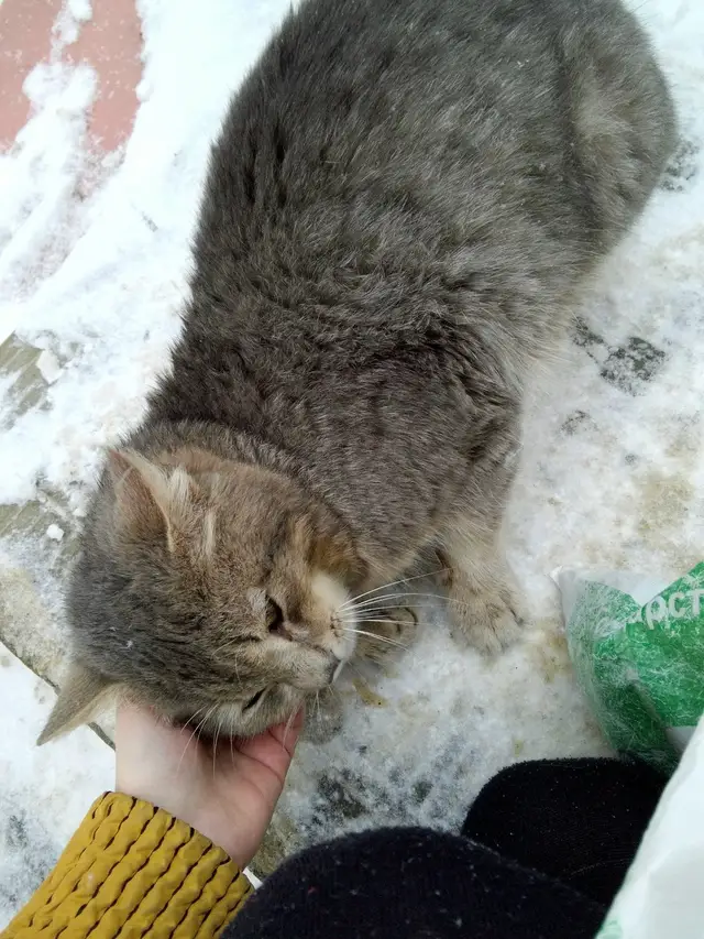 Найдена кошка в Жлобине — Нужен хозяин котику, очень ласковый, видно что хочет добрых людей которые его подберут. Он всё время…