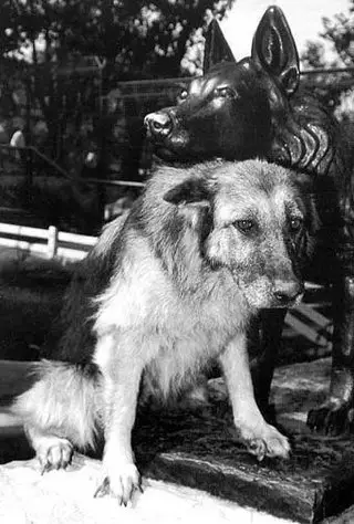 Пропала собака в Жлобине — В 1987 году 15-летняя немецкая овчарка по кличке Габи победила в схватке ягуара, сбежавшего из клетки…