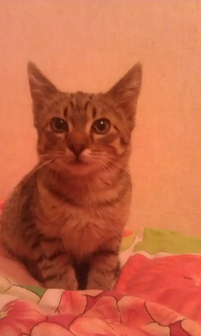 Найдена кошка в Жлобине — Ищем хозяина котенку! В дар!