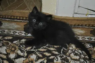 Найдена кошка в Жлобине — Котенок ищет дом и добрые руки! Несколько дней назад, к нам на гараже прибился котенок-плакал 2-3 часа…