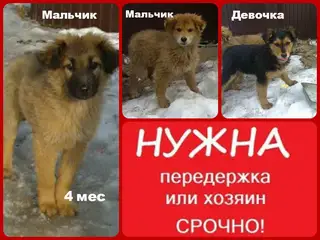 Найдена собака в Жлобине — помогатьPRосто