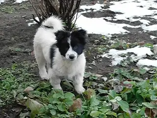 Найдена собака в Жлобине — Бобруйск!!!Очаровательный мальчик Бим ищет дом!!! Был найден на улице .Бим победил тяжелую болезнь…