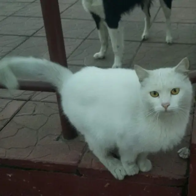 Найдена кошка в Жлобине — ЕМУ НЕЛЬЗЯ СНОВА ПОД РЕСТРРАН😢😢😢😢😢ВОЗВРАЩАЮТ КОТИКА, НЕ ПОДРУЖИЛИСЬ С КОШКОЙ, ПОСЛЕ СТОЛЬКОГО ВРЕМЕНИ…