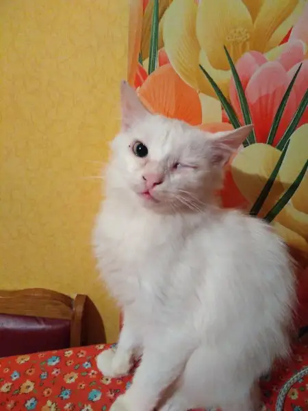 Пропала кошка в Жлобине — Отдаю в хорошие ручки 😃. Котенок очень игривый, ласковый и любит внимания. 4 месяца, мальчик.