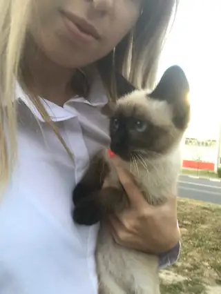 Найдена кошка в Жлобине — Здравствуйте! Найдена сиамская кошечка по улице Барташова в районе магазина Марк Формель. Ищем…