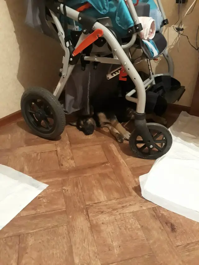 Найдена собака в Бобруйске — Может кому надо собака, сука.Вчера подобрали на улице. К сожалению не могу у себя оставить.