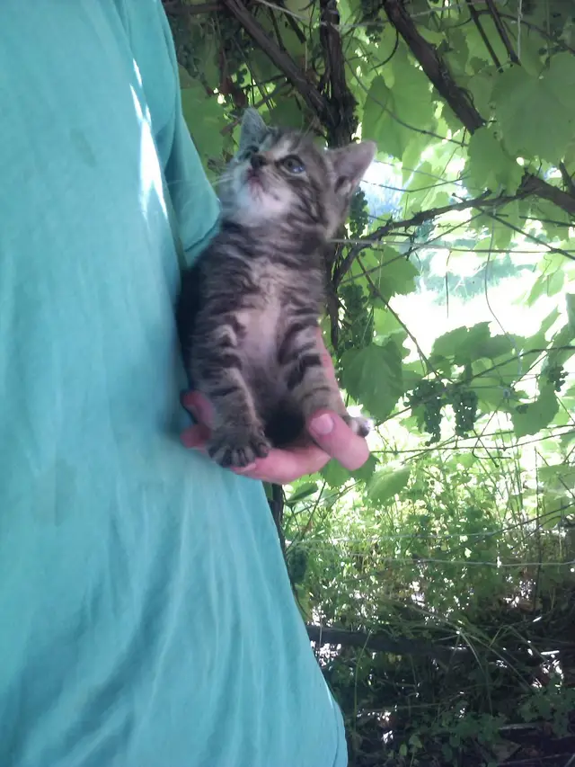 Найдена кошка в Бобруйске — На даче котенок прибился, маленький совсем, зубки крохотные, жует только сосиски или мягкую…
