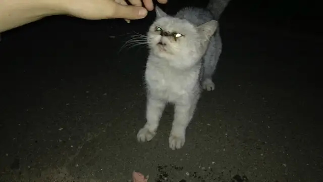 Найдена кошка в Бобруйске — ВНИМАНИЕ!!!!!! Бобруйск!!! Максимальный репост!!!!! На Крылова возле магазина Копеечка уже неделю…
