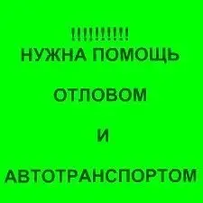 Найдена собака в Бобруйске — Бобруйск!!!