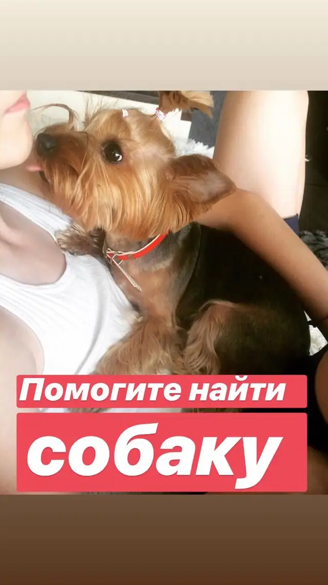 Пропала собака в Бобруйске — Помогите пожалуйста. Пропала собака Йорк ( девочка) в районе 7го микрорайона. Помогите найти…