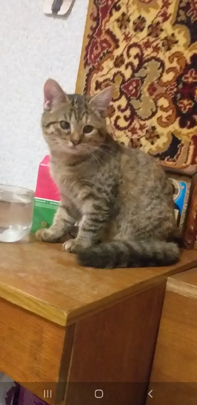 Пропала кошка в Бобруйске — SOS!!! Потерялась кошка в районе СОШ 20 на Доманском!!! Кошке годик, окрас черепашка, на глазках…