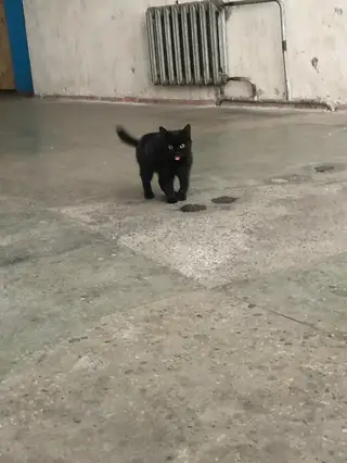 Найдена кошка в Бобруйске — фото объявления