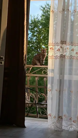 Пропала кошка в Бобруйске — фото объявления