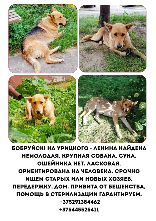 Найдена собака в Бобруйске — Бобруйск! Беларусь! Мега🆘! Не проходите мимо!