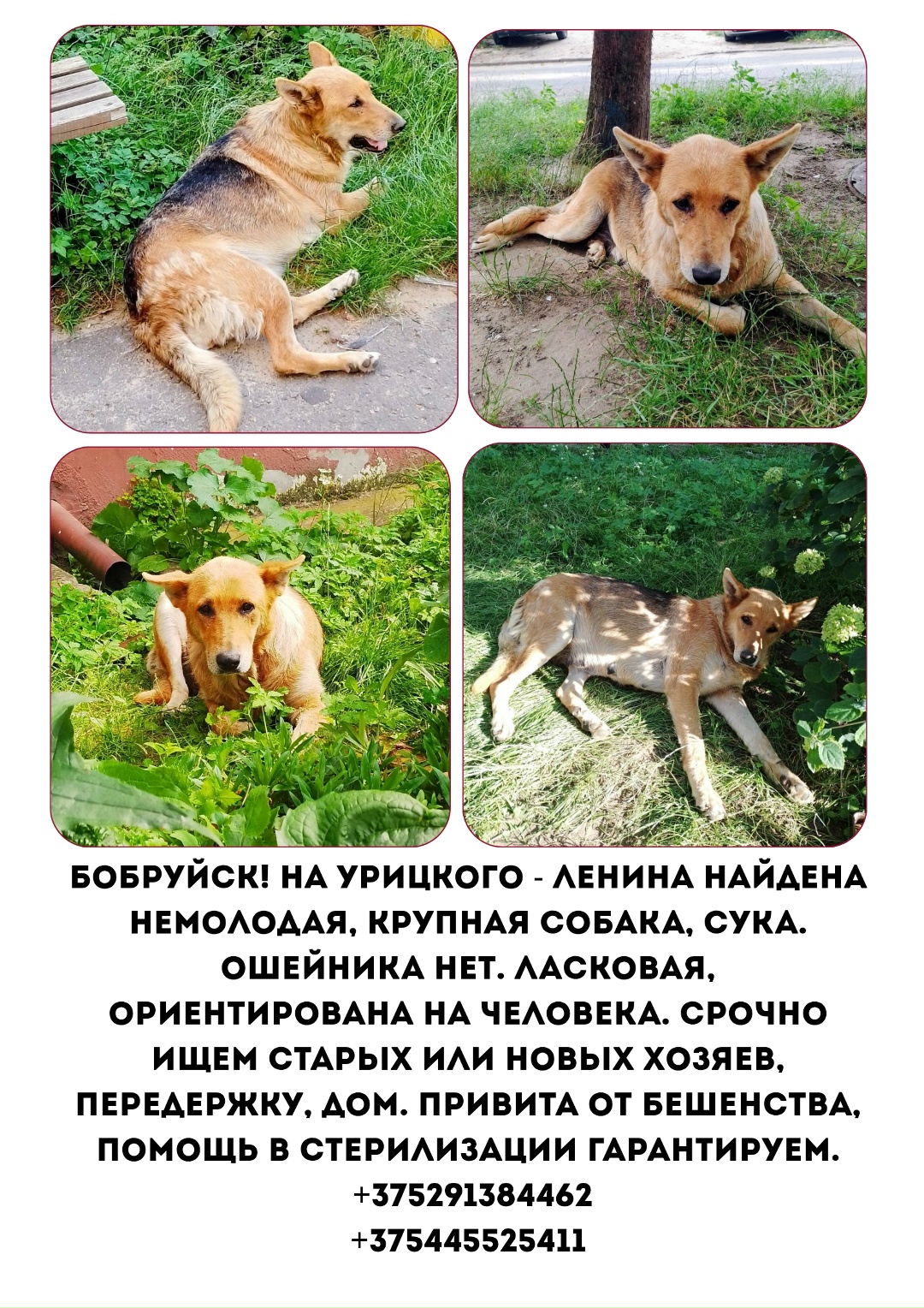 Найдена собака в Бобруйске — Бобруйск! Беларусь! Мега🆘! Не проходите мимо!