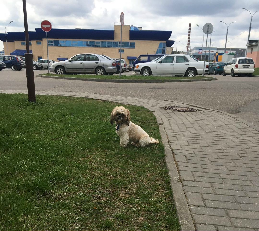 Найденная собака в Гродно Найдена собака в Гродно — фото объявления