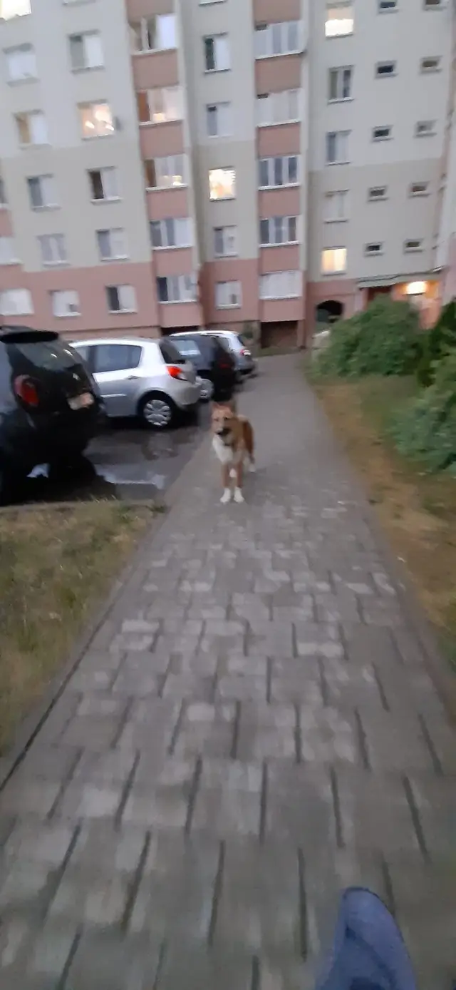 Найдена собака в Гродно — Бегает собака с ошейником, пер. Поповича