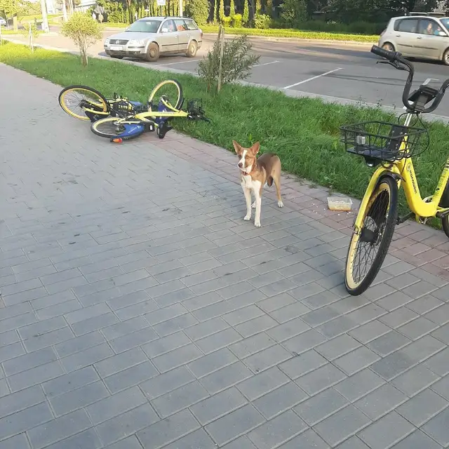 Найдена собака в Гродно — фото объявления