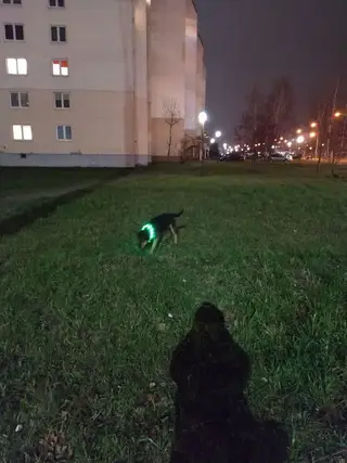 Найдена собака в Гродно — Белые росы, возле алми