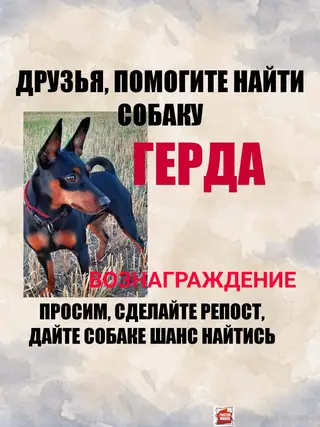 Пропала собака в Гродно — Беларусь!
