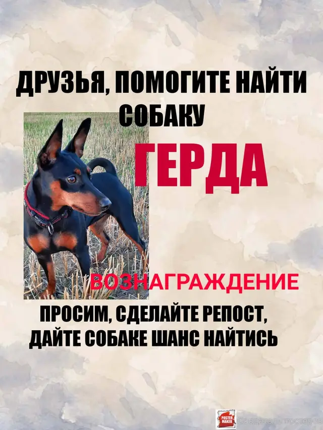 Пропала собака в Гродно — Беларусь!