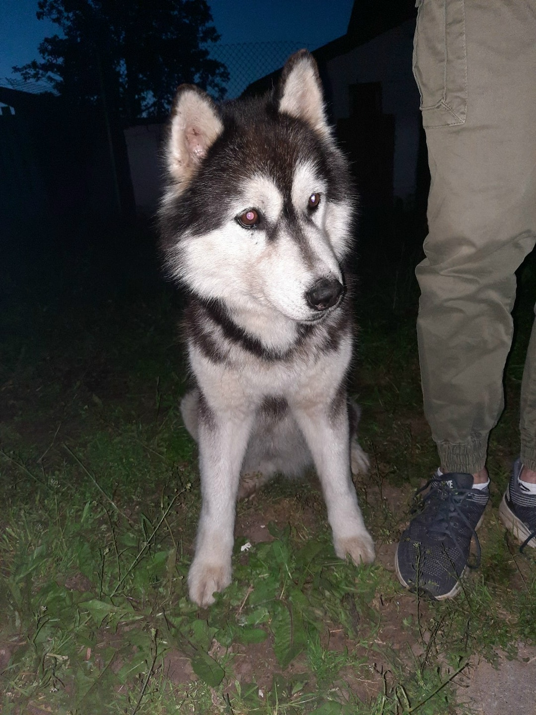 Найдена собака в Гродно — Ищет старых или новых хозяев собачка, похожа на хаски (девочка). Ей примерно 5 месяцев. Найдена около…