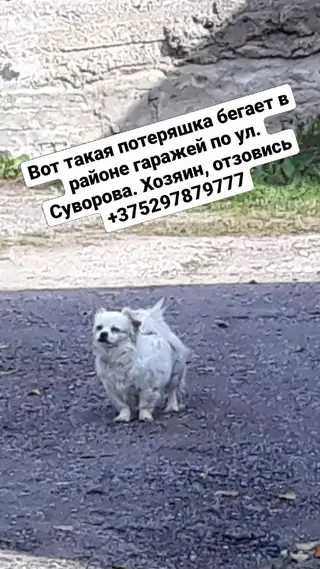 Пропала собака в Гродно — фото объявления