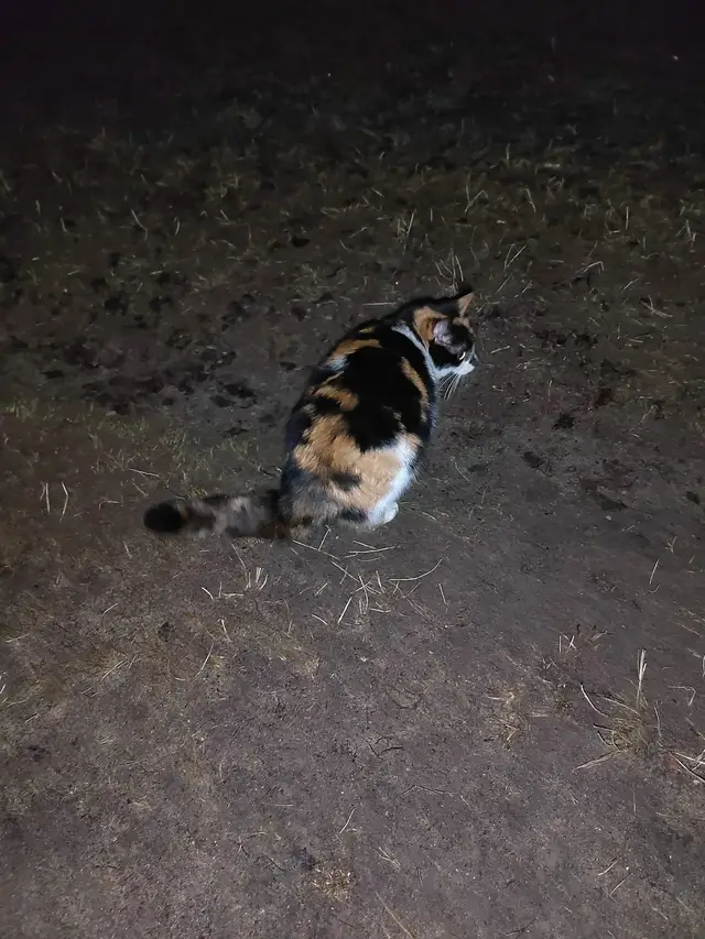 Найдена кошка в Гродно — Возле леса, район Поповича, парковка возле БСМП бегает кошечка, мяучет, очень ручная, может кто-то ищет😔
