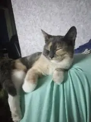 Пропала кошка в Гродно — фото объявления