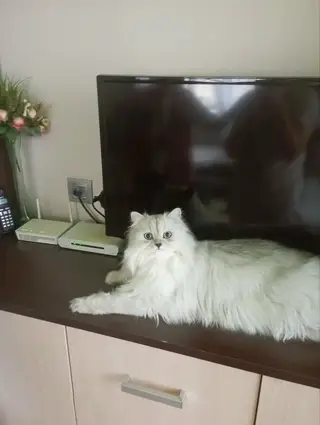Пропала кошка в Гродно — фото объявления