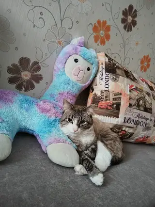 Пропала кошка в Гродно — фото объявления