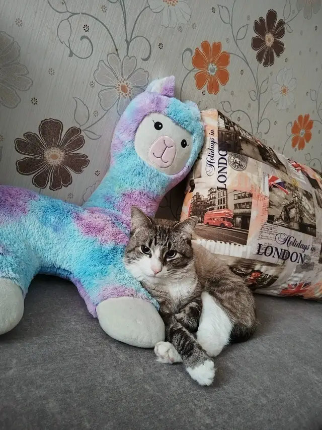 Пропала кошка в Гродно — фото объявления