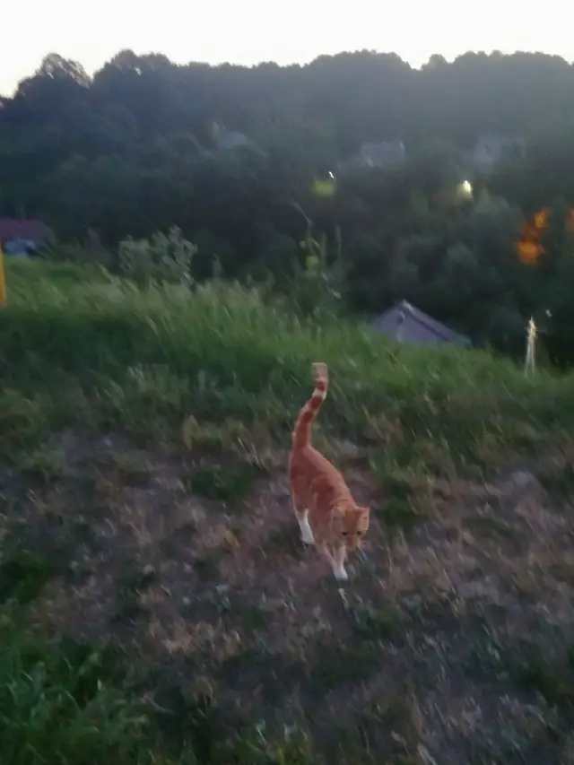 Найдена кошка в Гродно — На парковке у Синагоги рядом с Бакстом бегает рыжий котик. С виду домашний, с оранжевым ошейником.