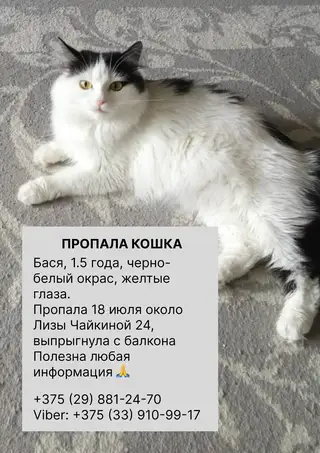 Пропала кошка в Гродно — фото объявления