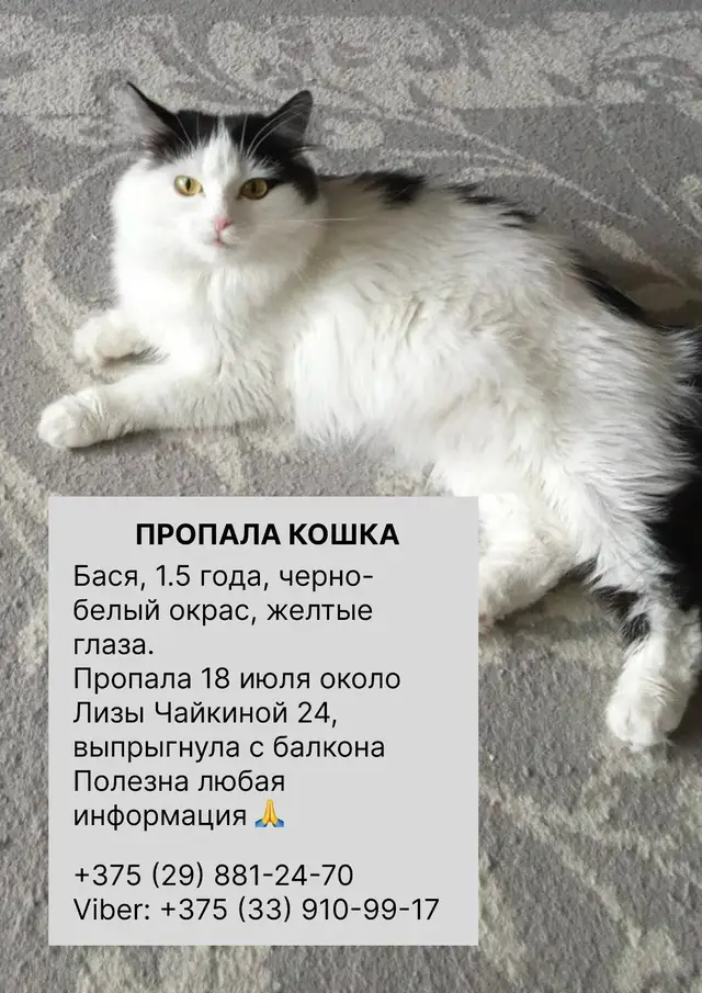 Пропала кошка в Гродно — фото объявления