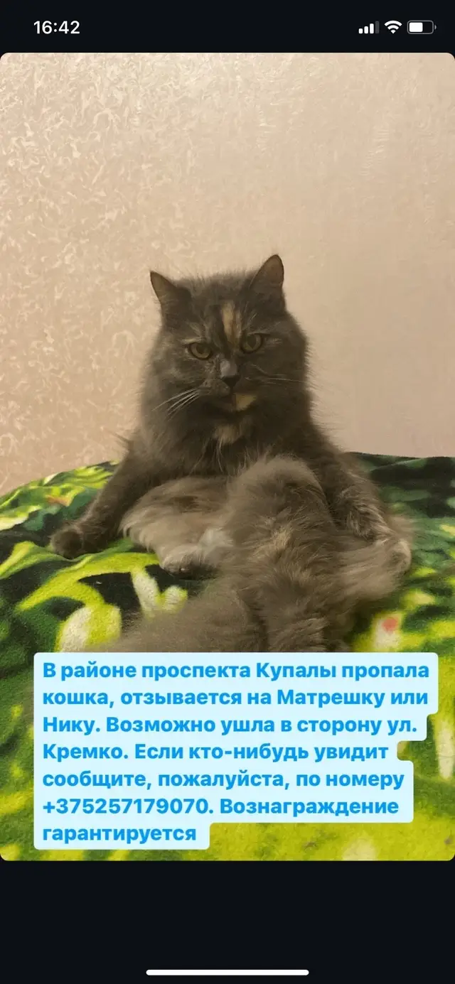 Пропала кошка в Гродно — Район проспекта Купалы!!!! Пропала кошка