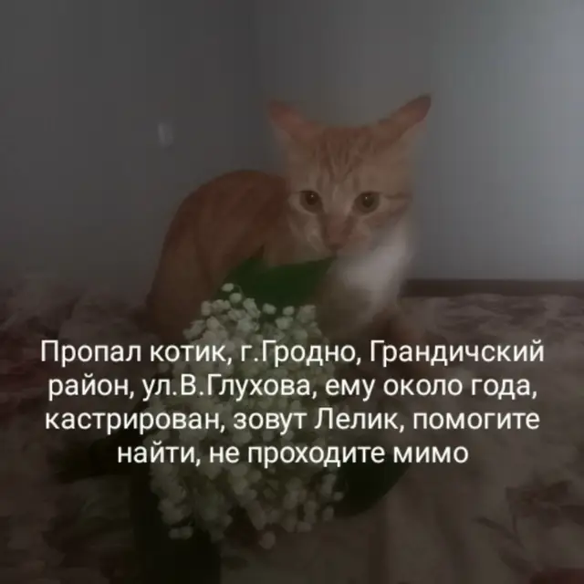 Пропала кошка в Гродно — фото объявления