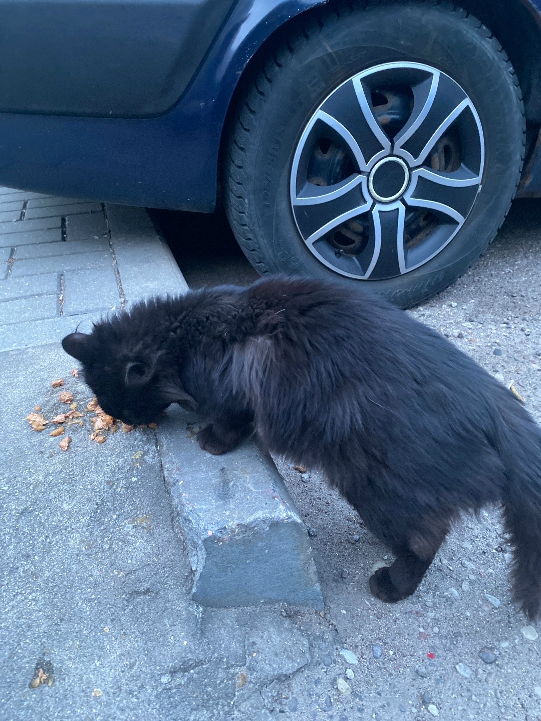 Найдена кошка в Гродно — Бегает кот/кошка на улице южной, идет к людям, видно домашний