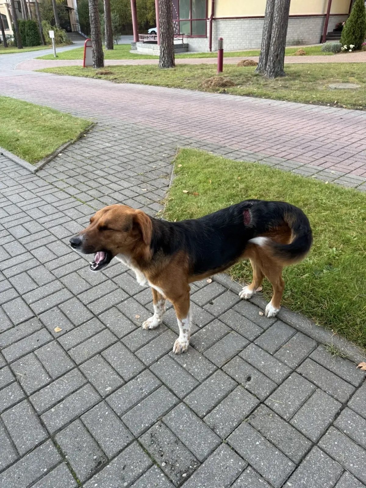 НАЙДЕНА СОБАКА — Гродно