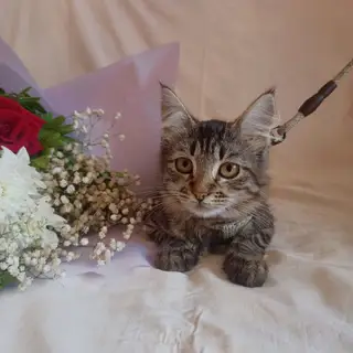 Найдена кошка в Пружанах — Котята ищут 🏡